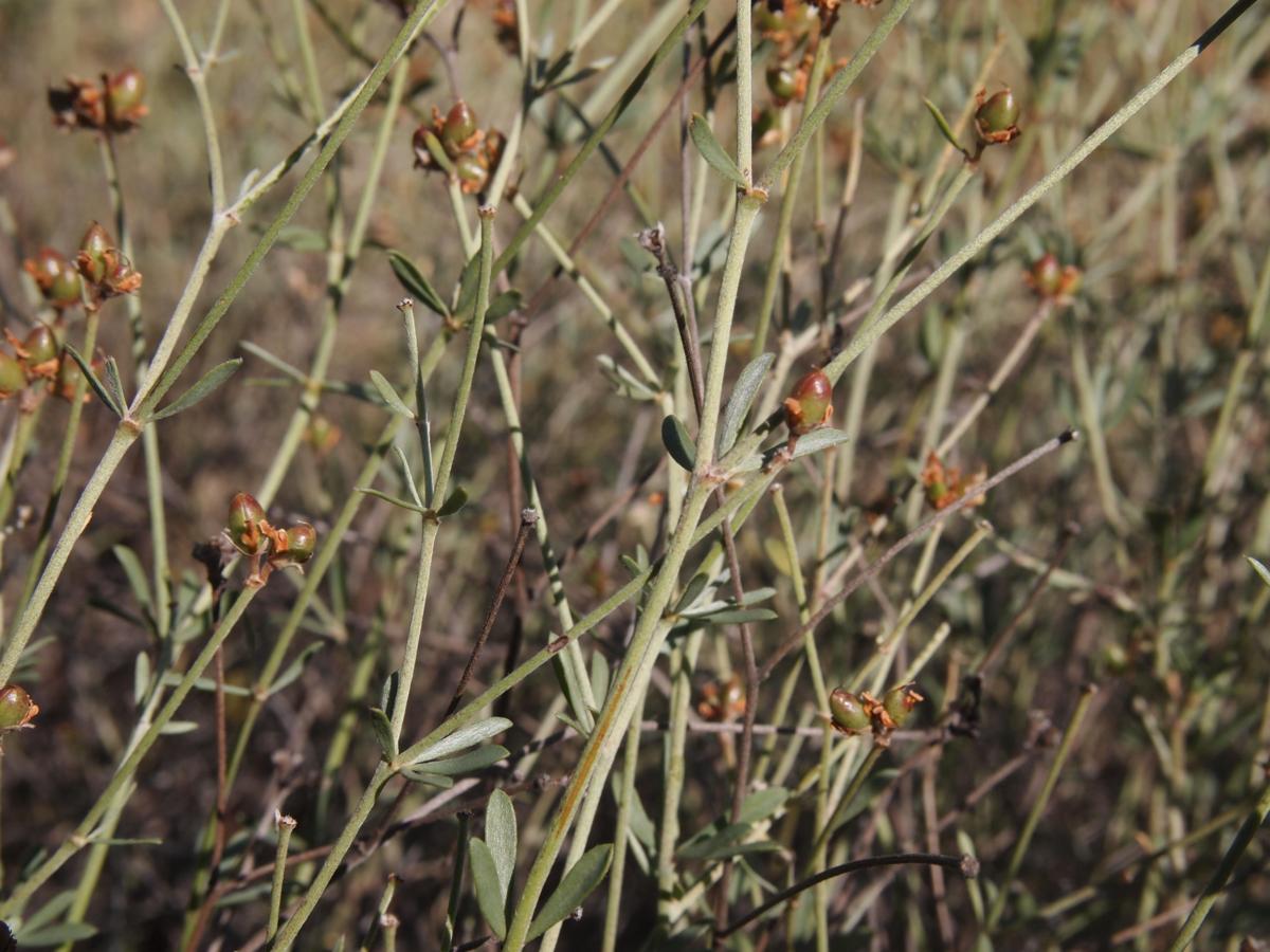 Socarillo leaf